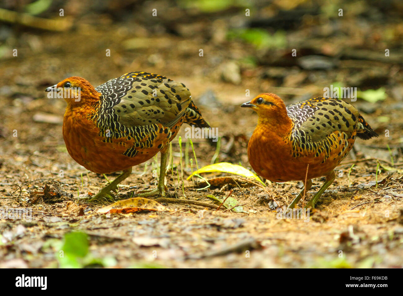 Eisenhaltige Rebhuhn (Caloperdix Oculea) im Wald Stockfoto