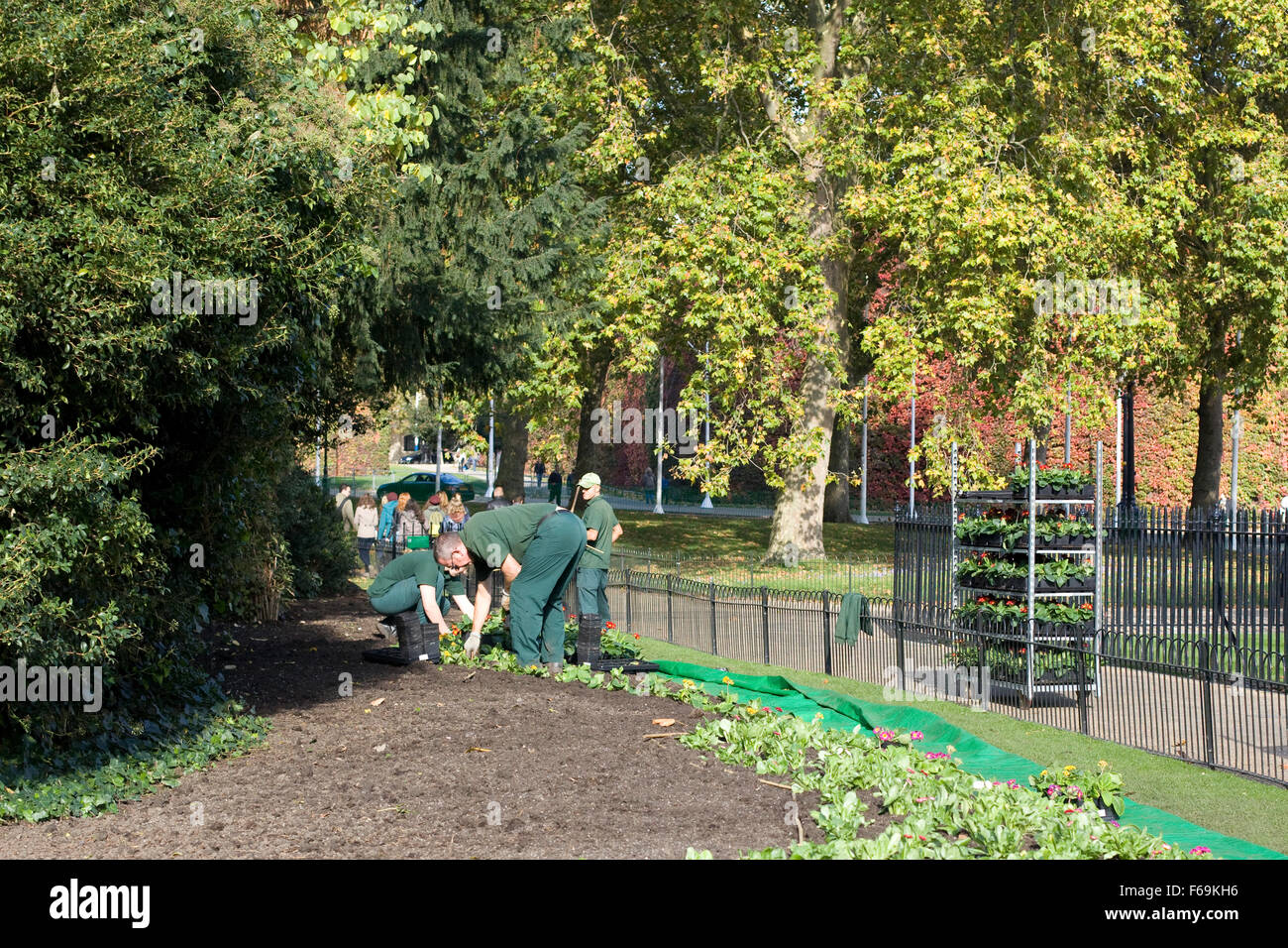 Gärtner Pflanzen Blumen in St James Park in London Stockfotografie Alamy