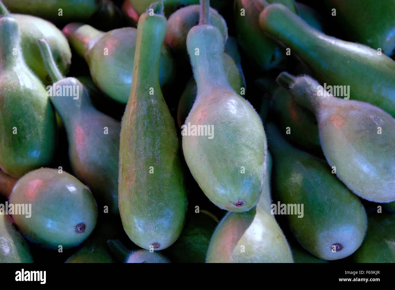 Zucchini-Stall in Israel Stockfoto