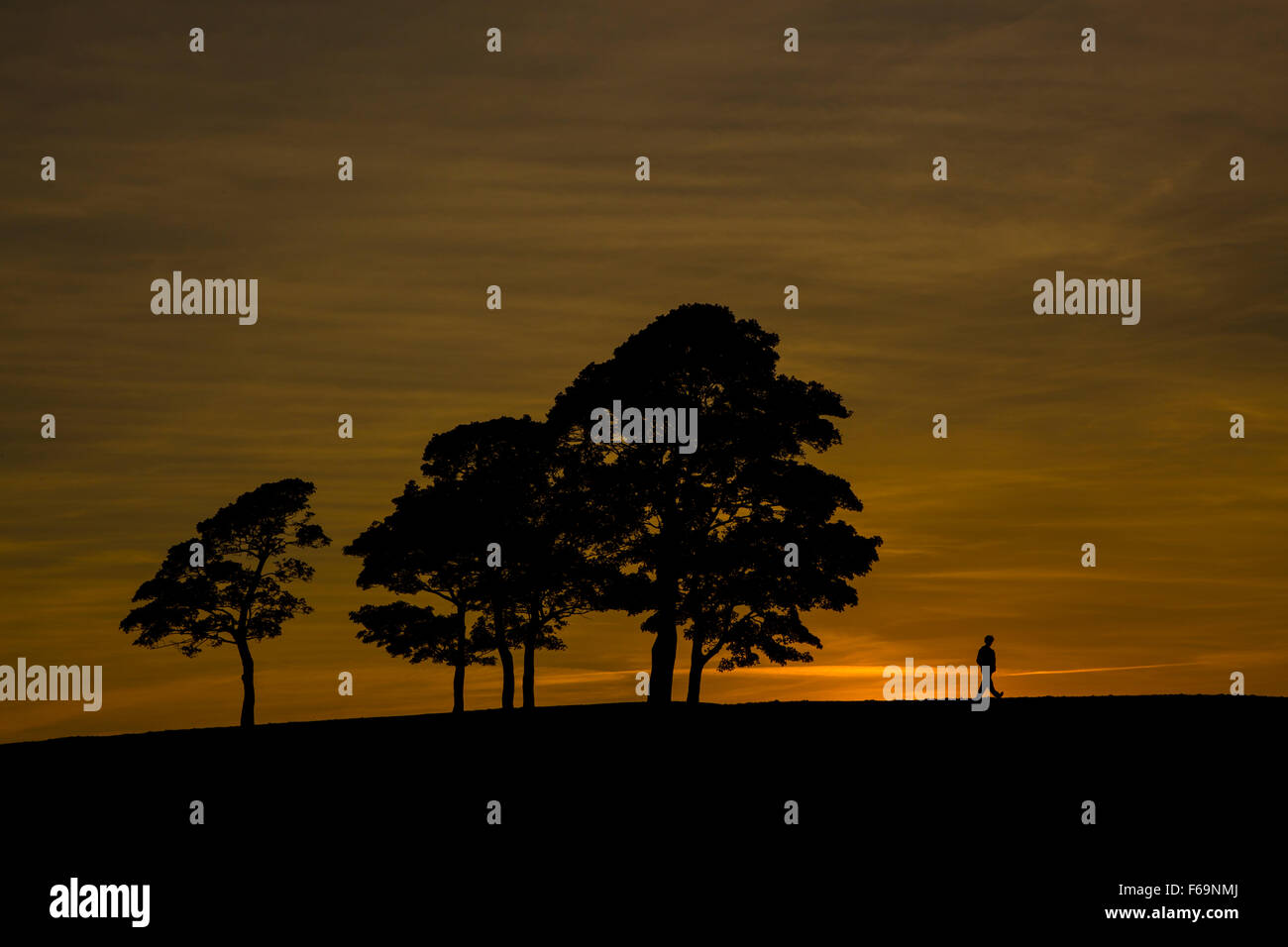 Bäume bei Sonnenuntergang mit Orange Sky hinter sich. Es gibt ein Walker am Horizont die Silhouette. Stockfoto