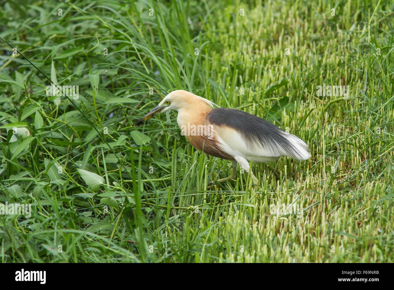 Javan Teich Heron (Ardeola Speciosa) in der Natur Stockfoto