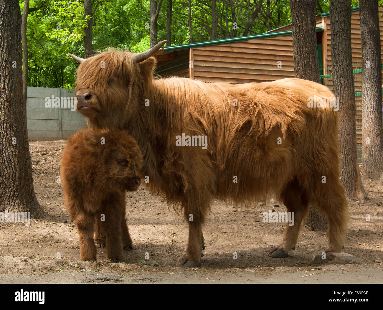 Schottische Highland Kuh mit Calf(Highland cattle),(Bos primigenius),(Hairy Coo) Stockfoto