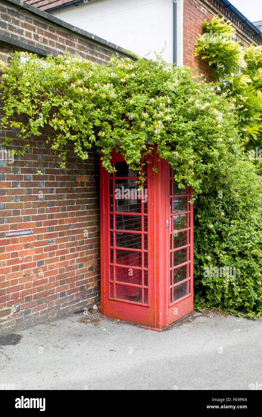 Eine einfache Land GPO rote öffentliche Telefonzelle bedeckt von einem ausladenden Strauch in West Harting in Hampshire Stockfoto