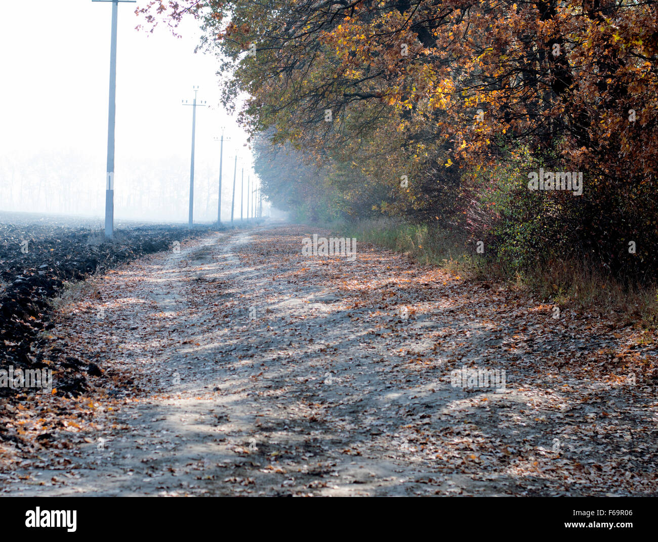 Morgennebel, gepflügtes Feld und der Straße an einem gold Eichenhain Stockfoto