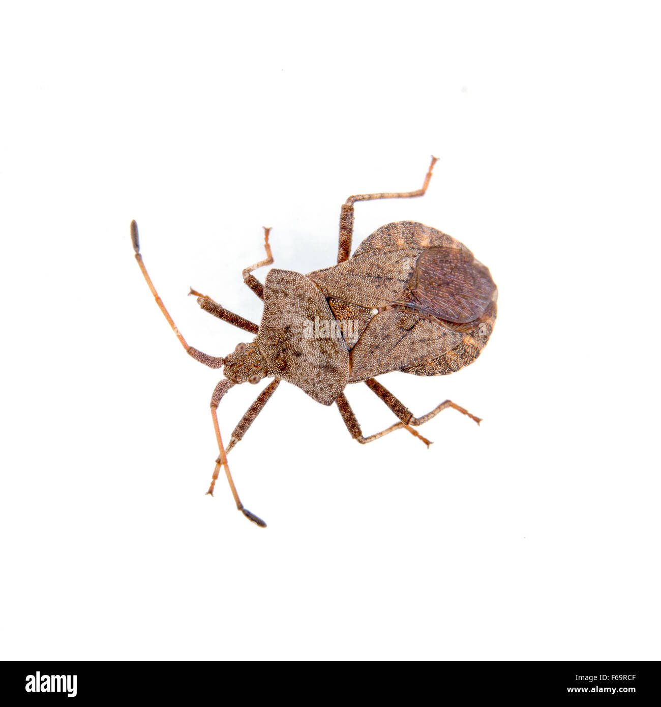 Braune Schild Bug isoliert auf weißem Hintergrund Stockfoto