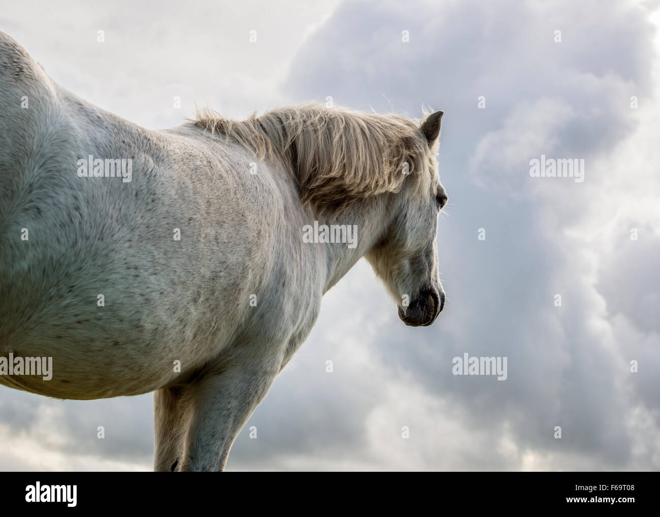 Grauschimmel Stockfoto