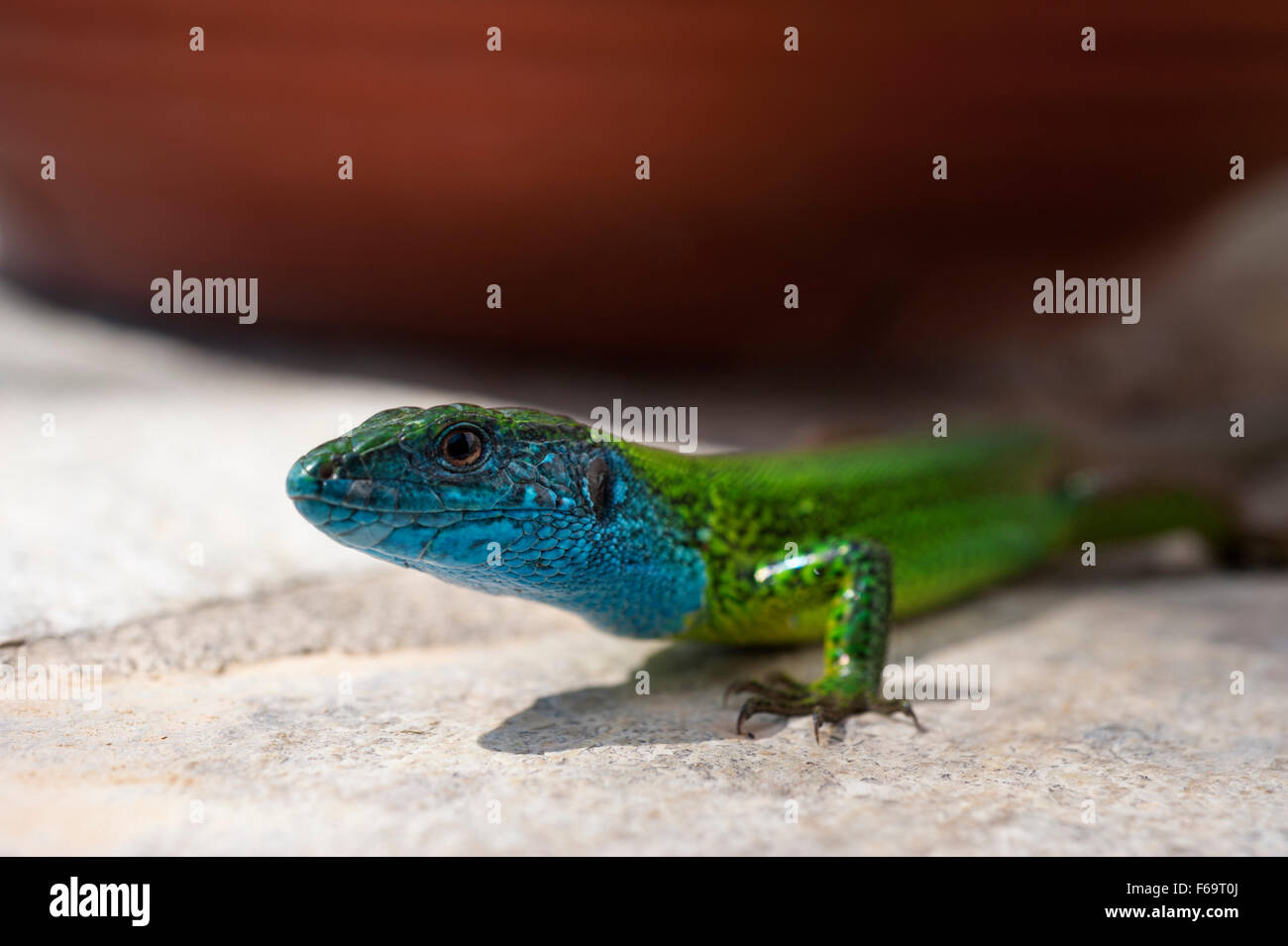 Europäische Grüne Eidechse (Lacerta Viridis) auf Steinmauer Stockfoto