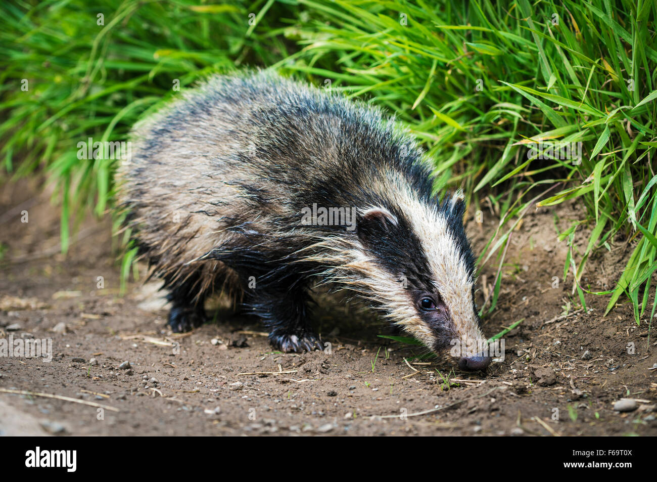 Nahrungssuche Dachs Stockfoto