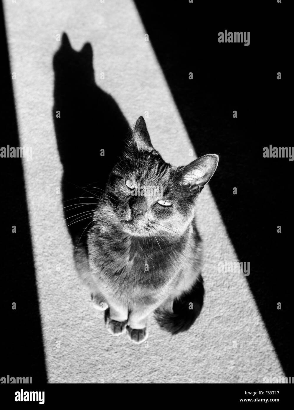 Katze sitzt in der Nähe von einem sonnigen Hauseingang Stockfoto