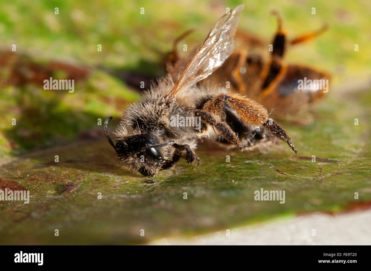 Zwei Tote Honigbienen (Apis Mellifera) Stockfoto