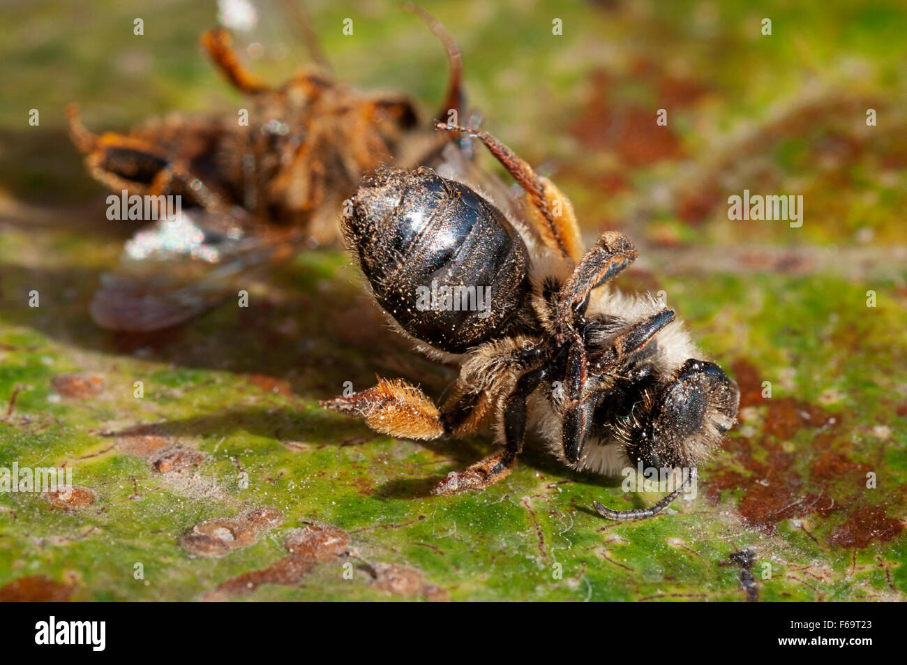 Zwei Tote Honigbienen (Apis Mellifera) Stockfoto