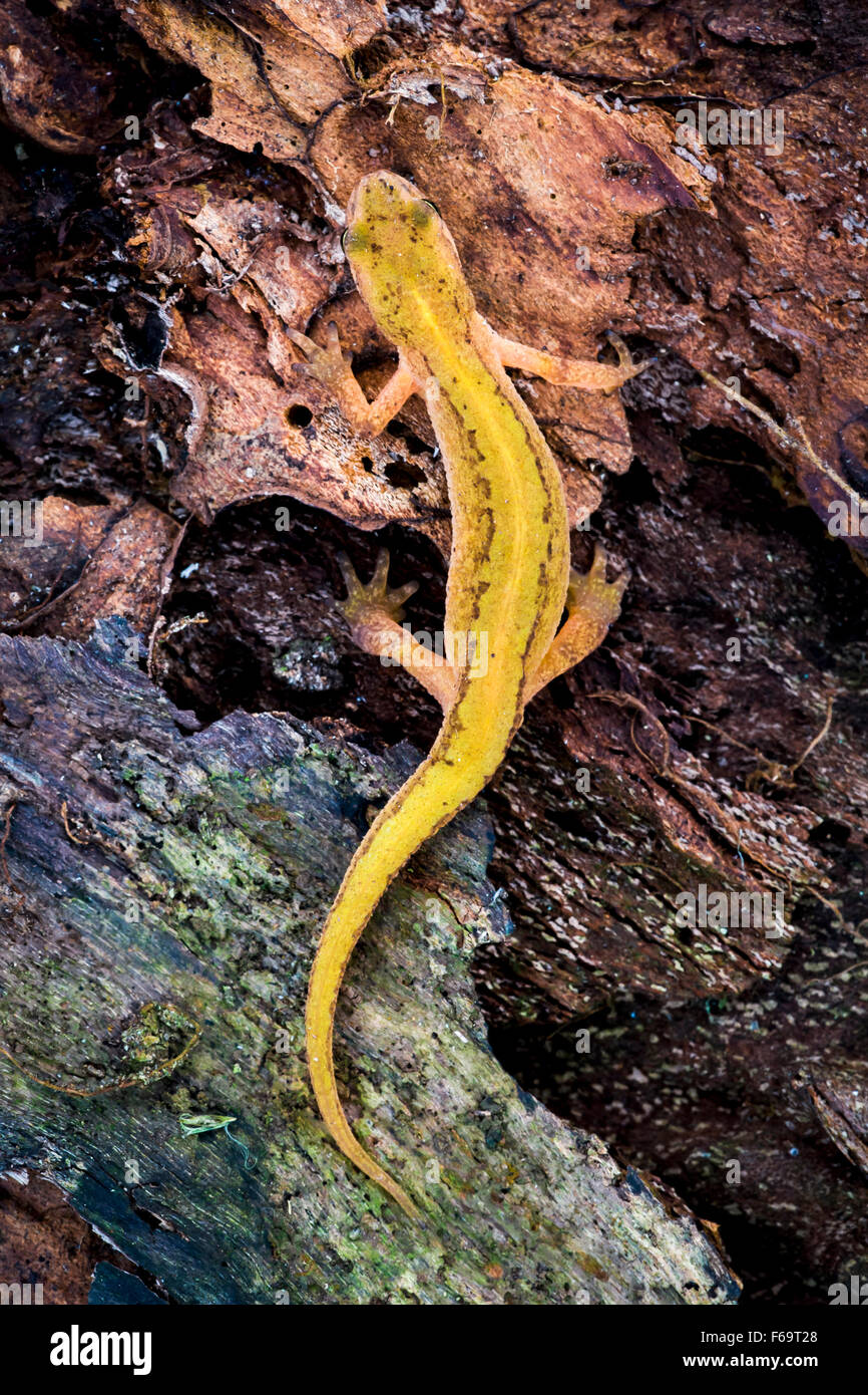 Glatte Newt kriechen über morsches Holz Stockfoto