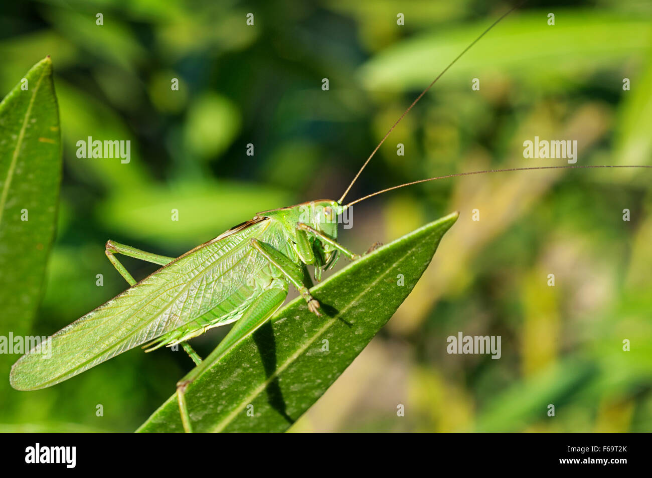 Große grüne Bush Cricket (Tettigonia Viridissima) Stockfoto