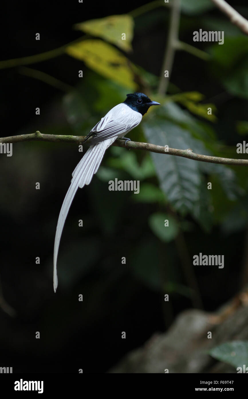 Vogel in der Natur, asiatische Paradise Flycatcher hocken auf einem Ast Stockfoto