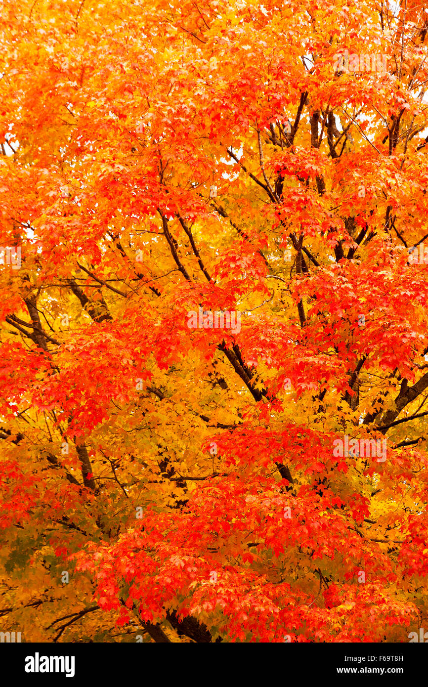 Glorreiche flammenden Farben aus einem Ahornbaum im Herbst, Vermont, New England, USA Stockfoto