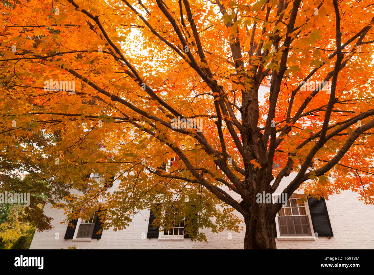 Ahornbaum im Herbst gegen ein weißes Haus, Stowe, Vermont, New England, USA Stockfoto