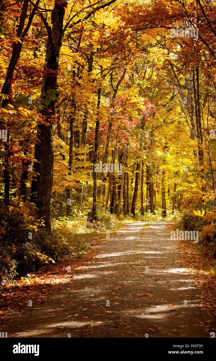 Route durch Bäume im Herbst, der Berkshires, Massachusetts, New England USA Stockfoto