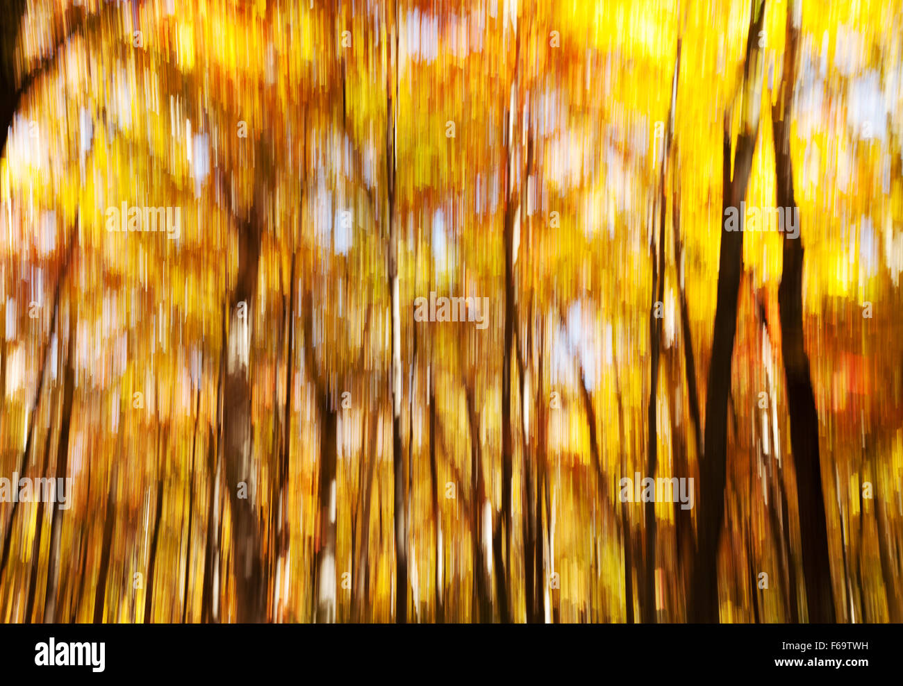 Abstraktes Hintergrundbild von Sonnenlicht durch Bäume mit Vertikalbewegung blur, The Berkshires, New England USA Stockfoto