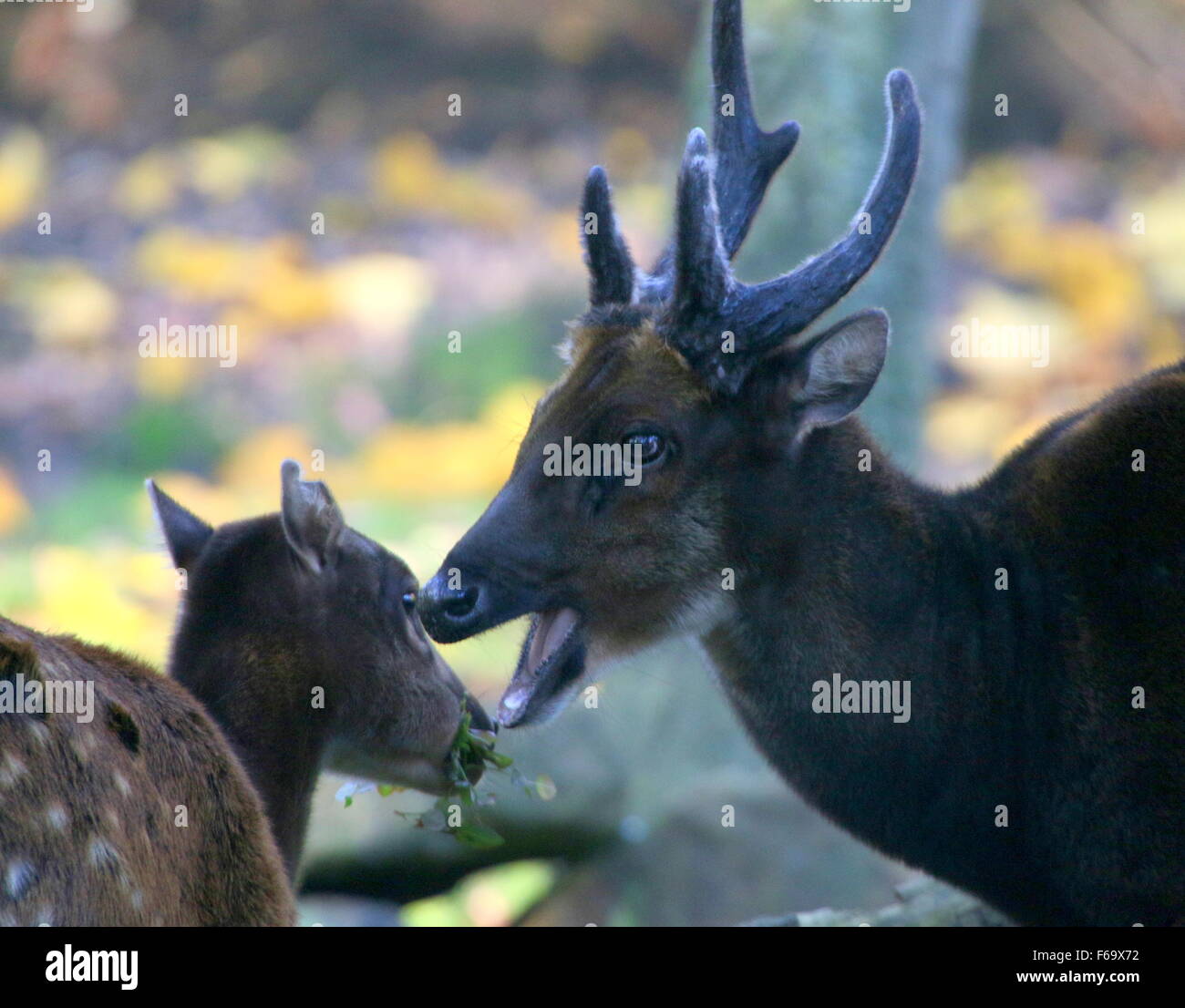 Antlered Reife männliche Visayan oder philippinischen gefleckte Hirsch (Cervus Alfredi, Rusa Alfredi) Kauen lässt, Doe im Hintergrund Stockfoto