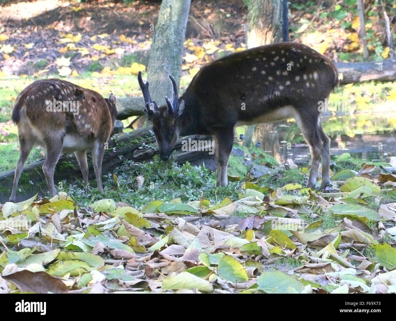 Reifen männlichen und weiblichen Visayan oder philippinischen gefleckte Hirsch (Cervus Alfredi, Rusa Alfredi) in einem Wald Stockfoto