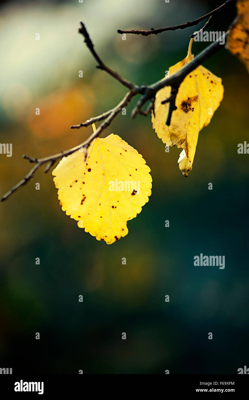 Zwei Blätter am Baum im Herbst Stockfoto