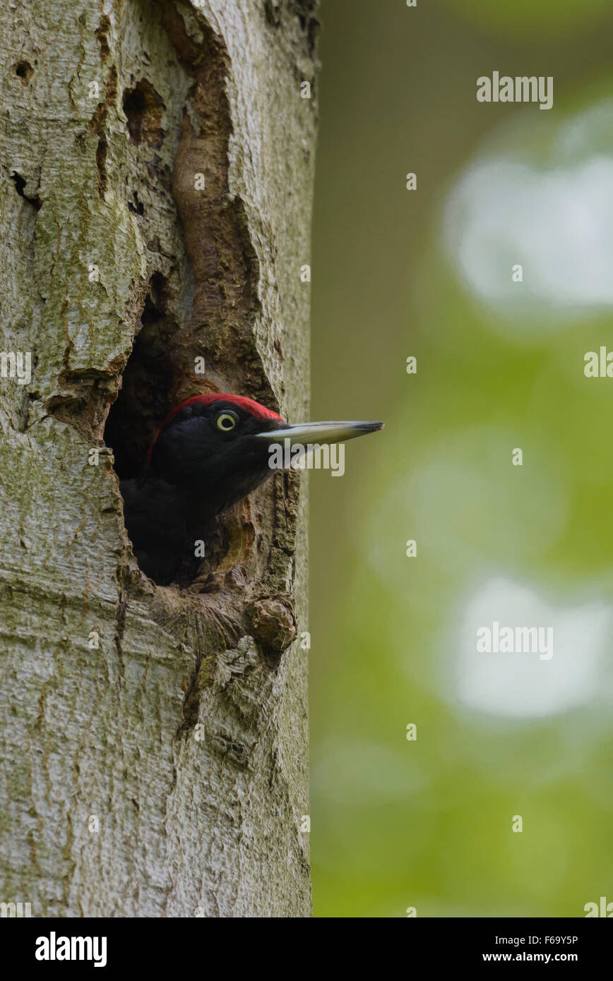 Schwarzspecht Dryocopus Martius, Schwarzspecht Stockfoto
