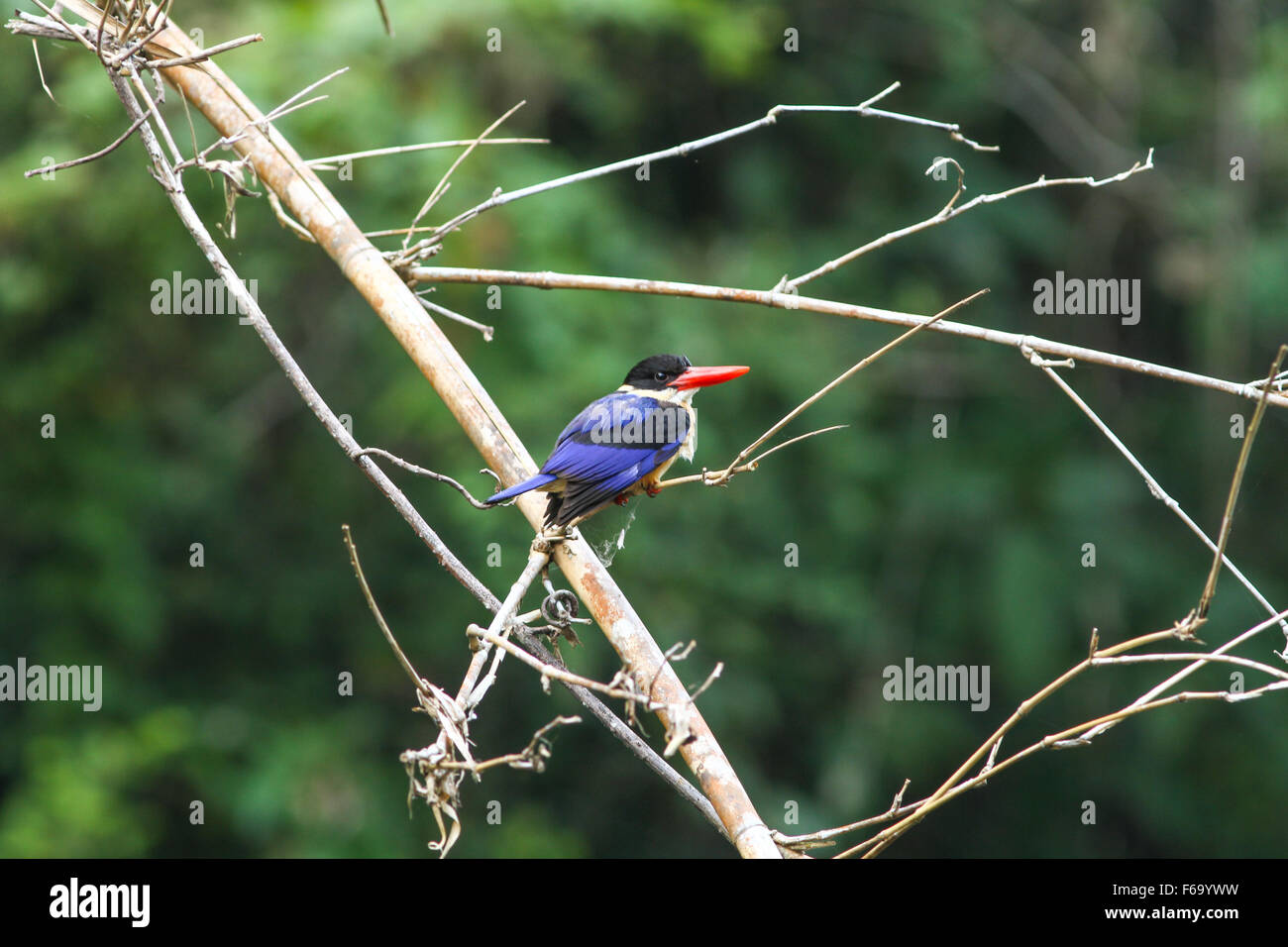 Schwarz-capped Kingfisher (Halcyon Pileata) Vogel in der Natur Stockfoto