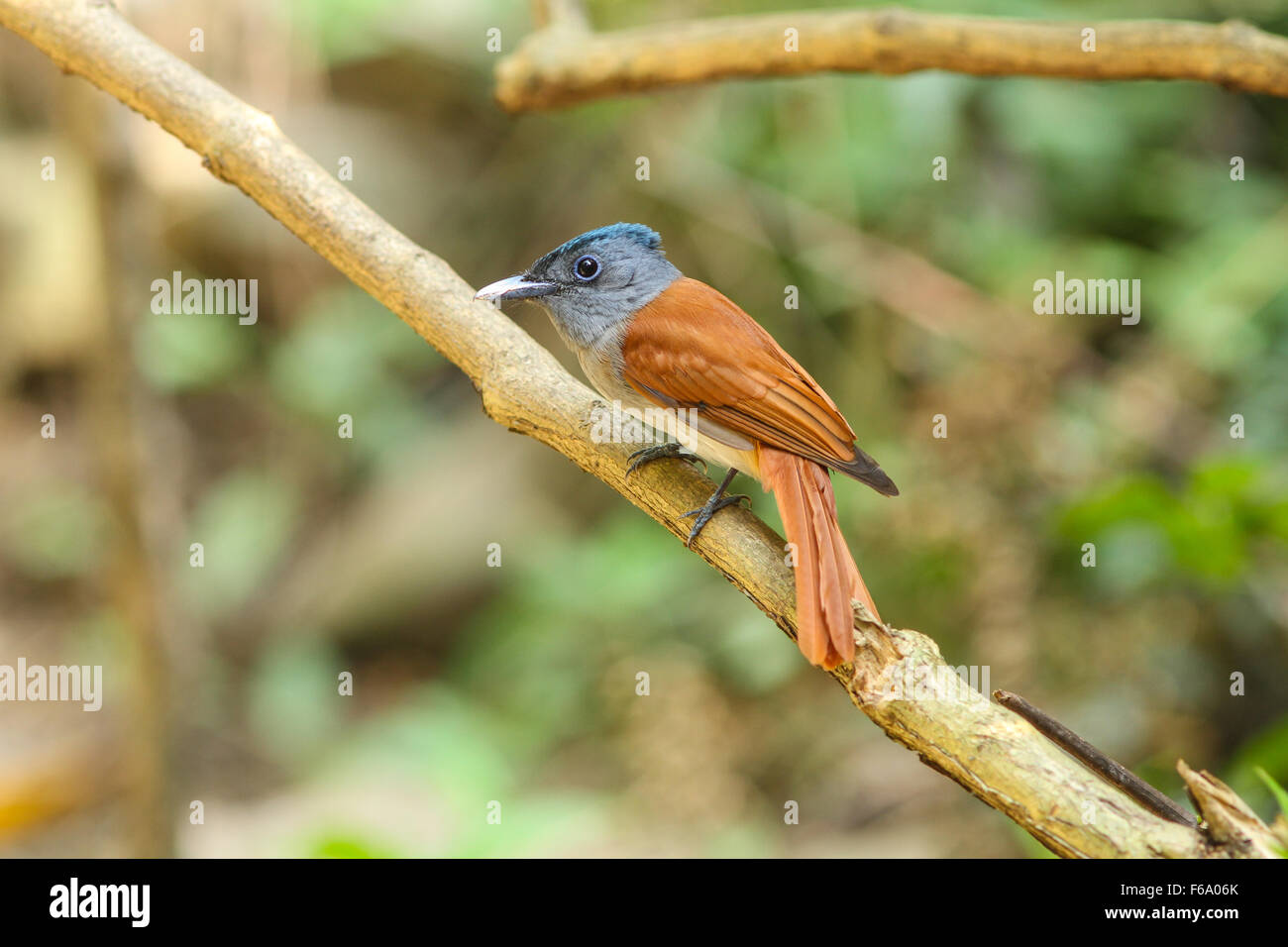 Vogel in der Natur, asiatische Paradise Flycatcher hocken auf einem Ast Stockfoto