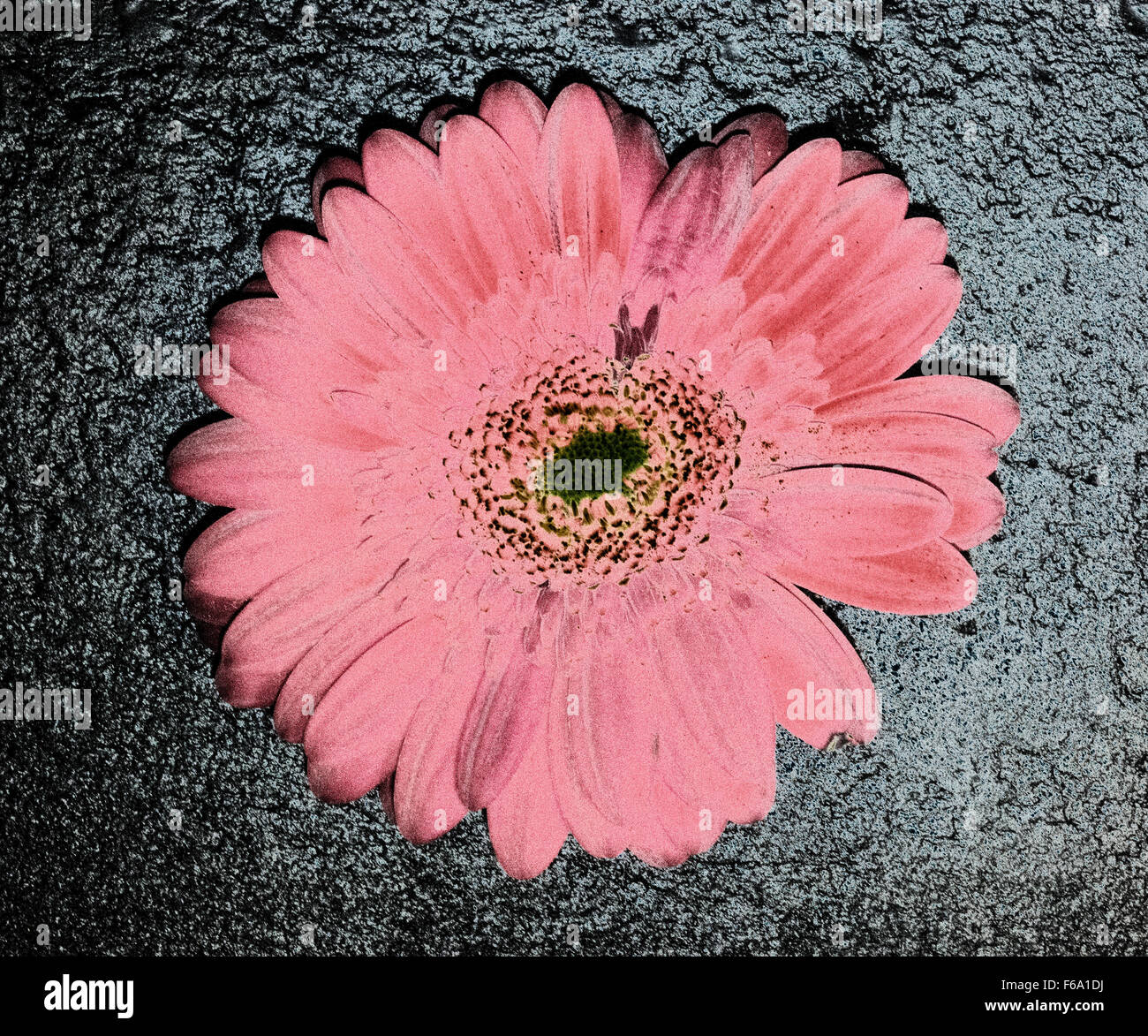 Gardenia, rosa Blume, einzelne Blume Stockfoto