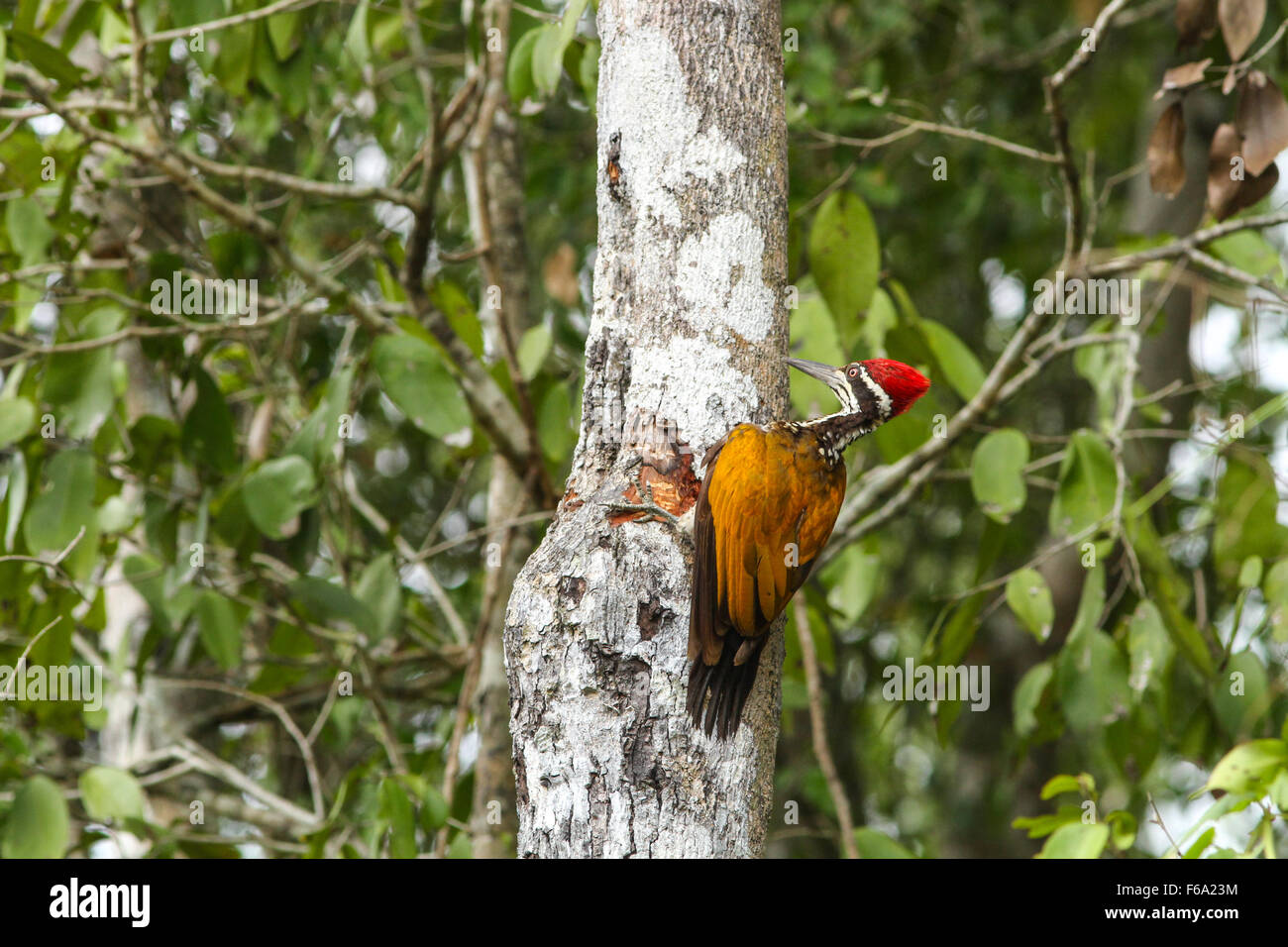 Größere Flameback (Chrysocolaptes Guttacristatus) Vogel in der Natur Stockfoto