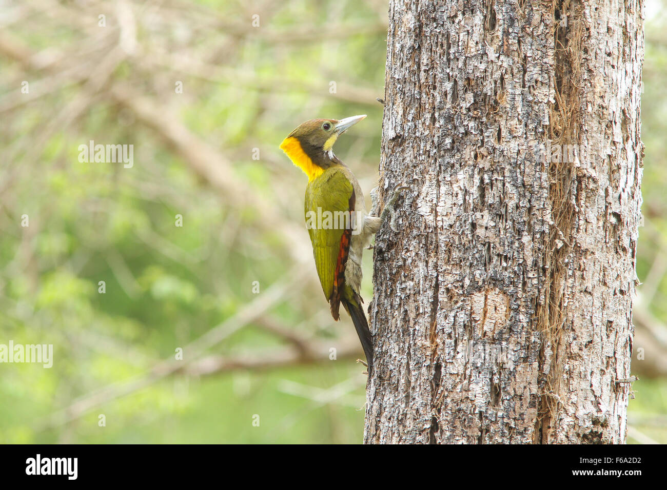 Größere Yellownape (Chrysophlegma Flavinucha) Vogel in der Natur Stockfoto