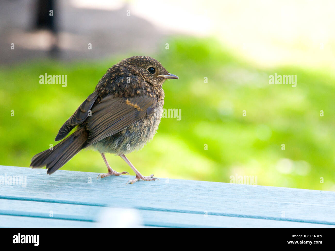 Junge robin Stockfoto