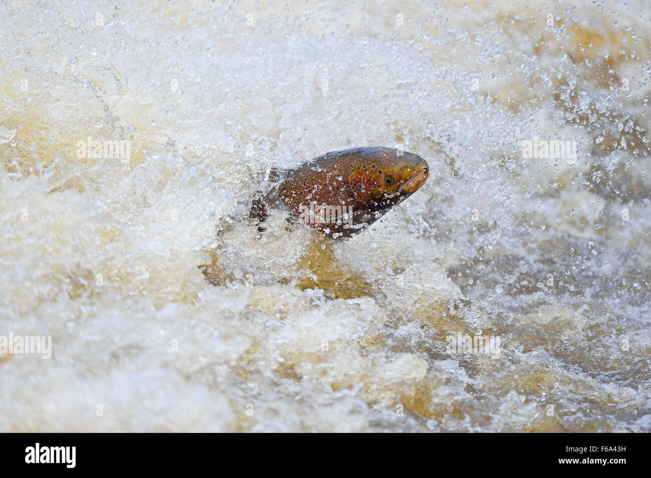 Atlantischer Lachs, Männchen springt durch turbulentes Wasser in der Nähe von Wehr, Derbyshire, Großbritannien Stockfoto