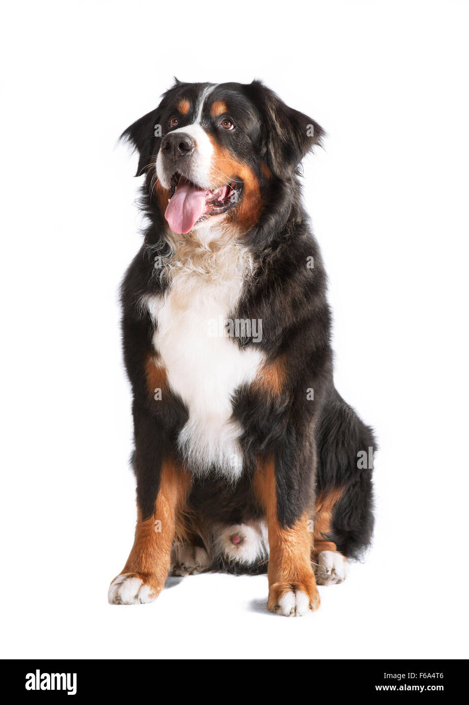 ein Berner Sennenhund sitzend und nachschlagen, Hintergrund weiß, isoliert Stockfoto