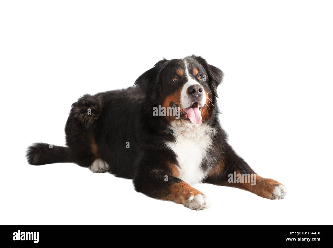 ein Berner Sennenhund liegend und nachschlagen, Hintergrund weiß, isoliert Stockfoto