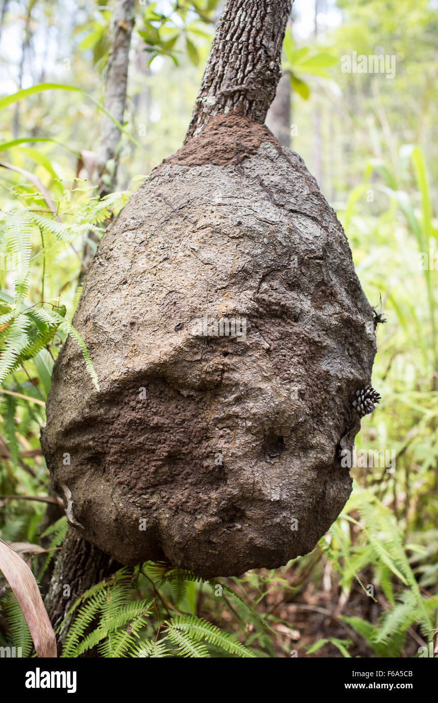 Termite Nest auf einem Ast in der Mountain Pine Ridge Forest Reserve von Belize. Stockfoto