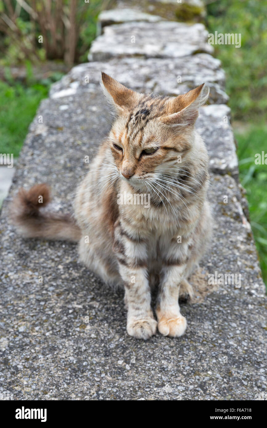 Rote Straße gestreifte Katze auf Steinmauer im freien Stockfoto