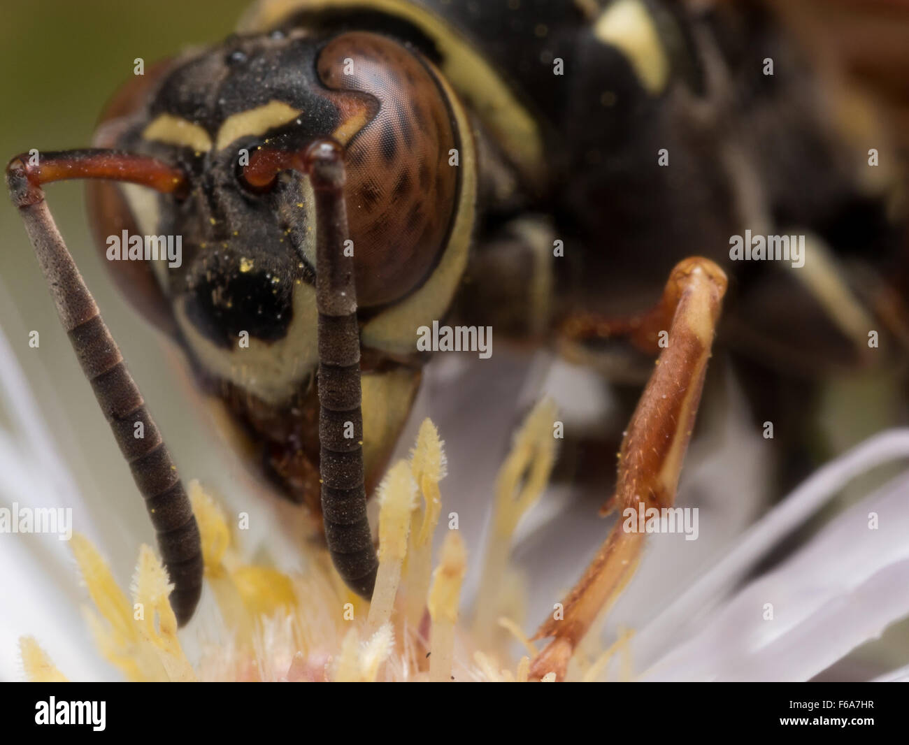 Paper Wasp (Polistes) extrahiert Pollen aus weißen Aster Blume Stockfoto