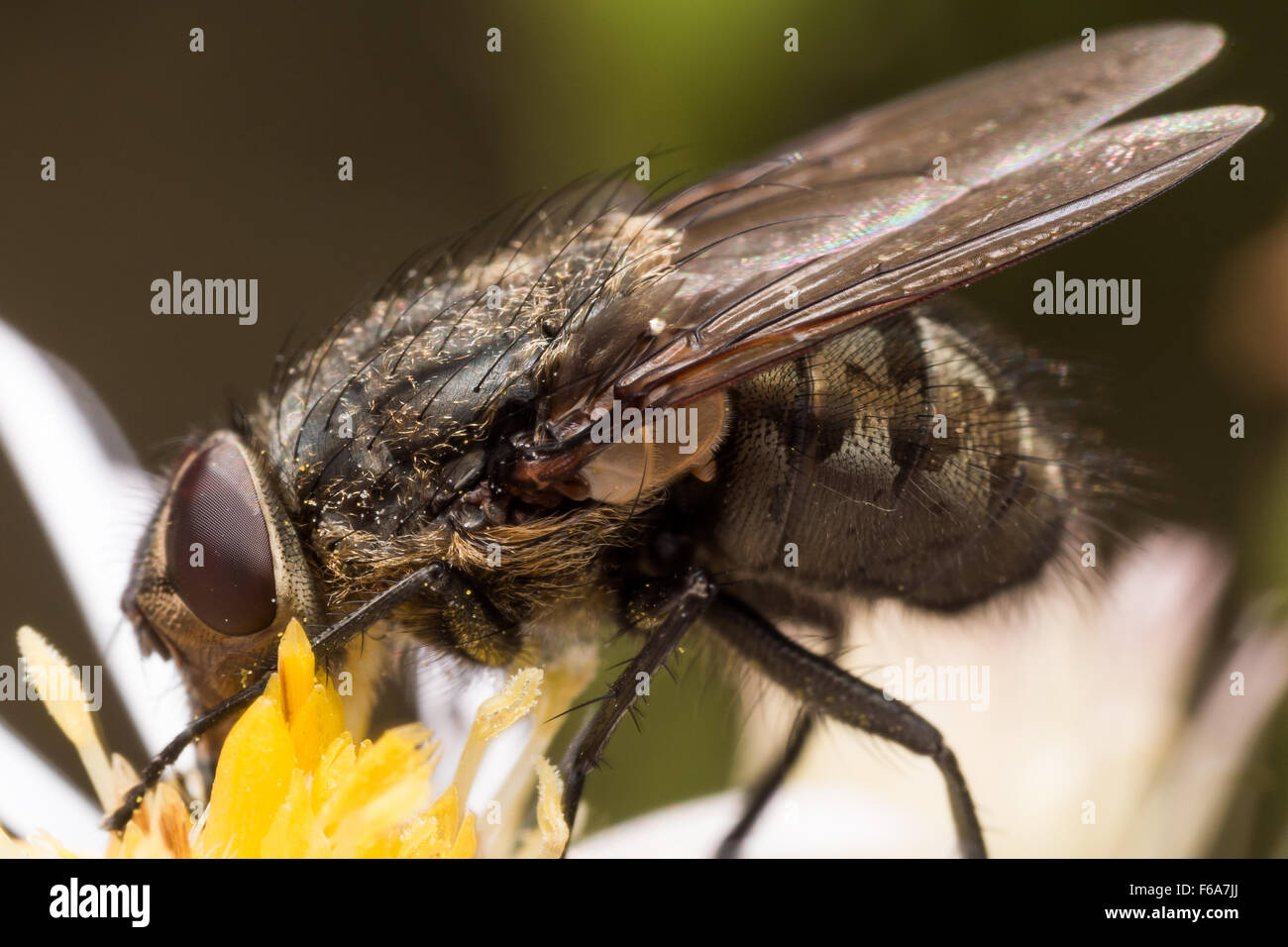 Braune und schwarze Fliege mit dunklen roten Augen extrahiert Pollen aus helle weiße und gelbe Blume Stockfoto