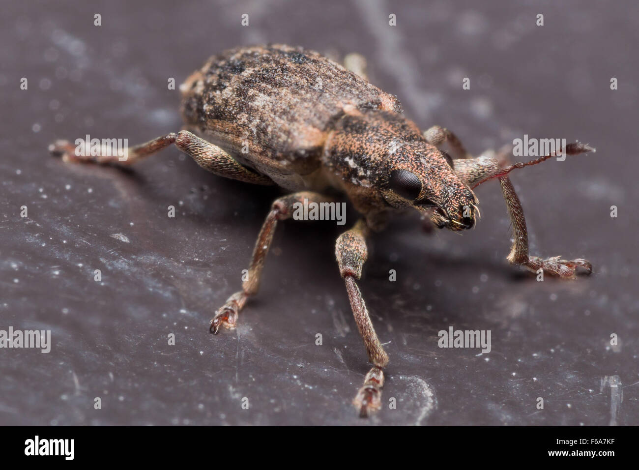 Porträt des braunen Rüsselkäfer Nahaufnahme zeigt ungewöhnliche Insekt Stockfoto