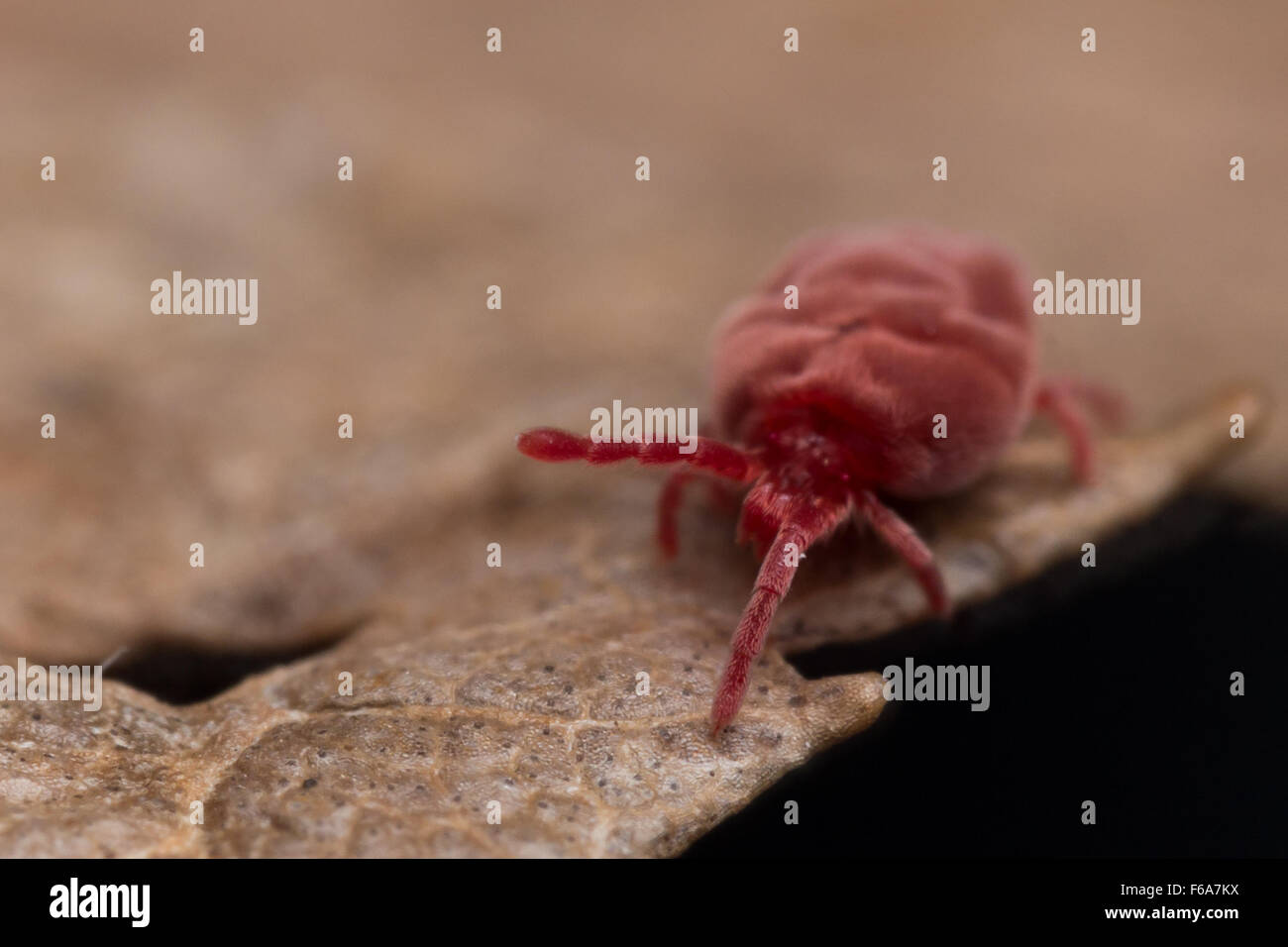 Roter samt Milbe mit leuchtend roten Färbung und weiche Textur kriecht auf braune Blätter im Herbst Stockfoto