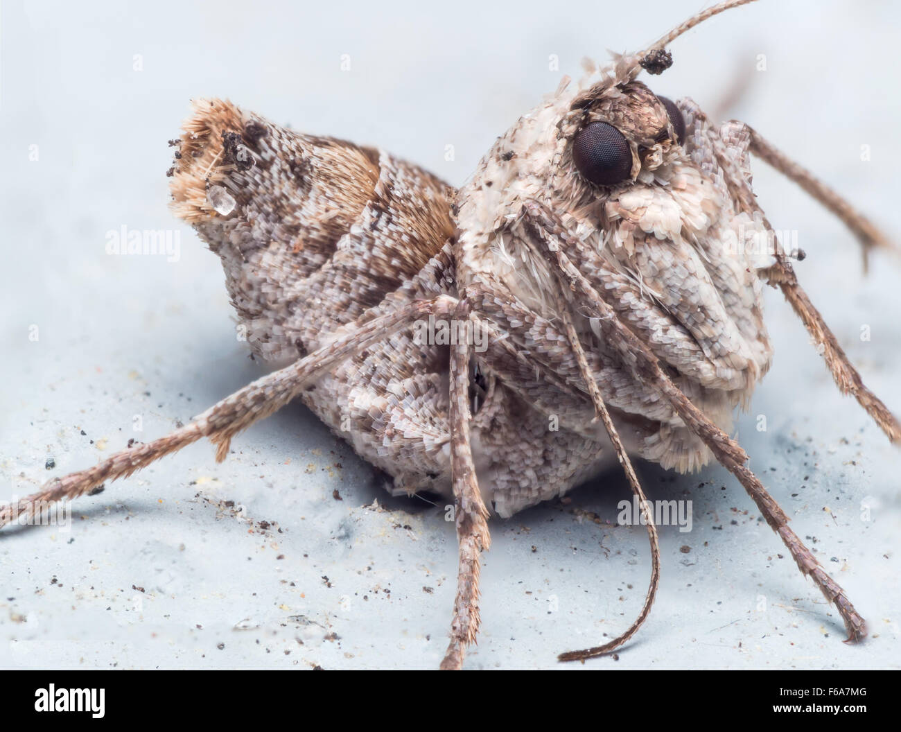 weibliche Herbst Käfer Motten sind flügellose, Eier zu legen, mit Seide an harten Oberflächen befestigen. Stockfoto