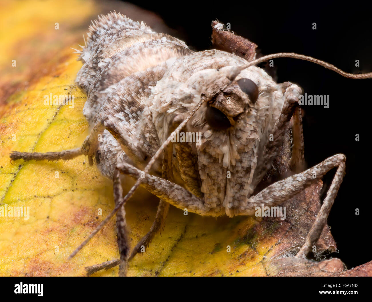 weibliche Herbst Käfer Motten sind flügellose, Eier zu legen, mit Seide an harten Oberflächen befestigen. Stockfoto