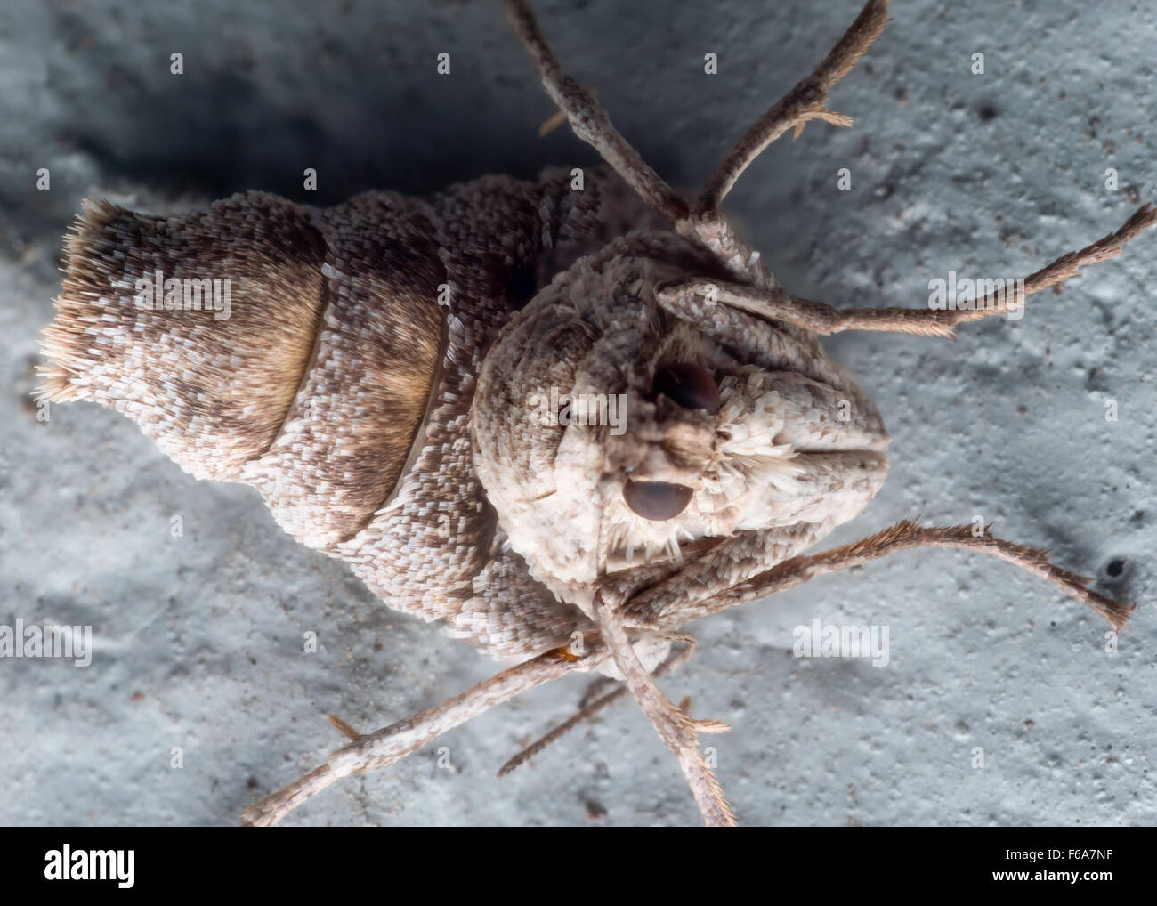 Weibliche Herbst Käfer Motten sind flügellose, Eier zu legen, mit Seide an harten Oberflächen befestigen. Stockfoto