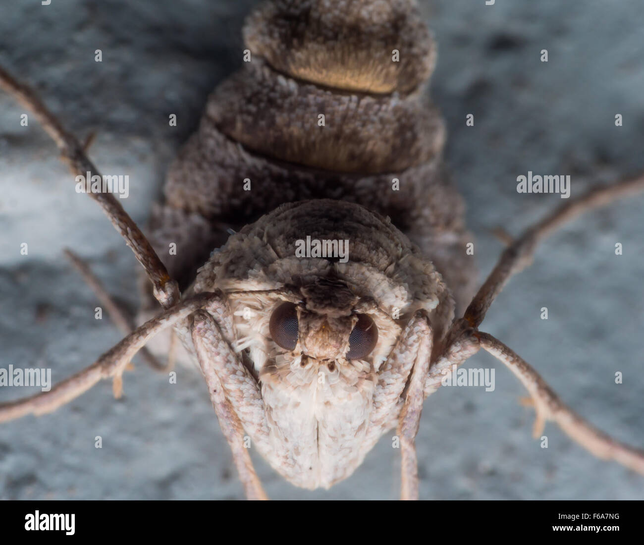 Weibliche Herbst Käfer Motten sind flügellose, Eier zu legen, mit Seide an harten Oberflächen befestigen. Stockfoto