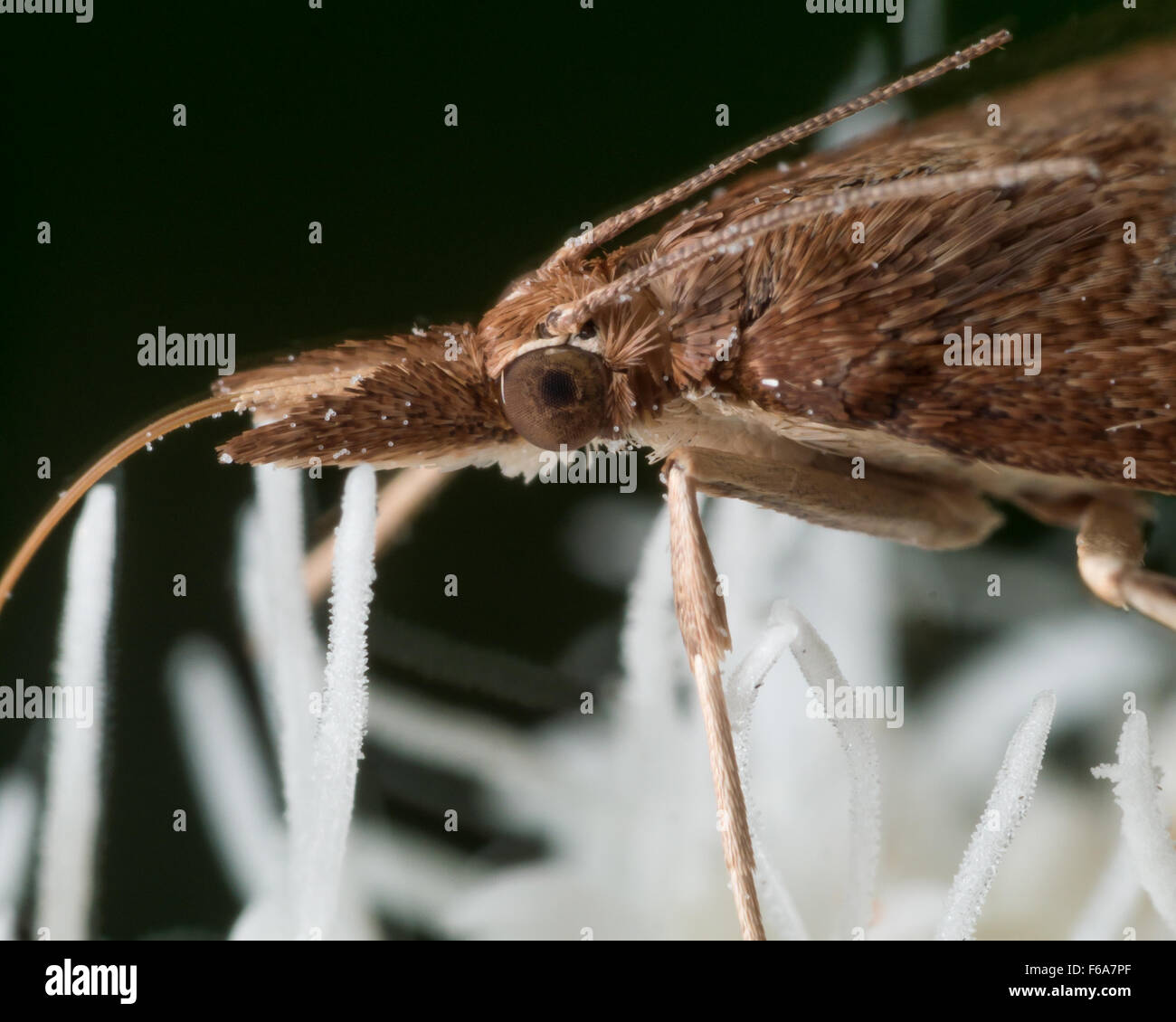Nahaufnahme Profil Vew zeigt Details der braune Motte mit Antenne und lange strohgelbe Mund Stockfoto