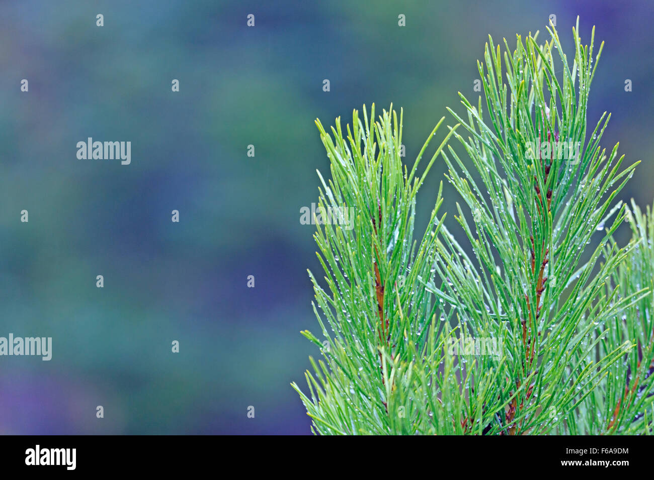 Kiefer Baum Sämling wächst in umgepflanzten Wald in der Nähe von Smithers, Britisch-Kolumbien Stockfoto
