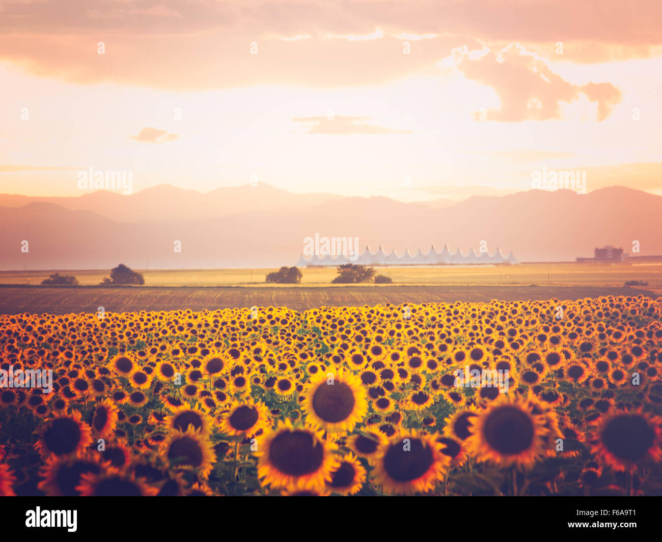 Sonnenblumenfeld mit Denver International Airport im Hintergrund. Stockfoto