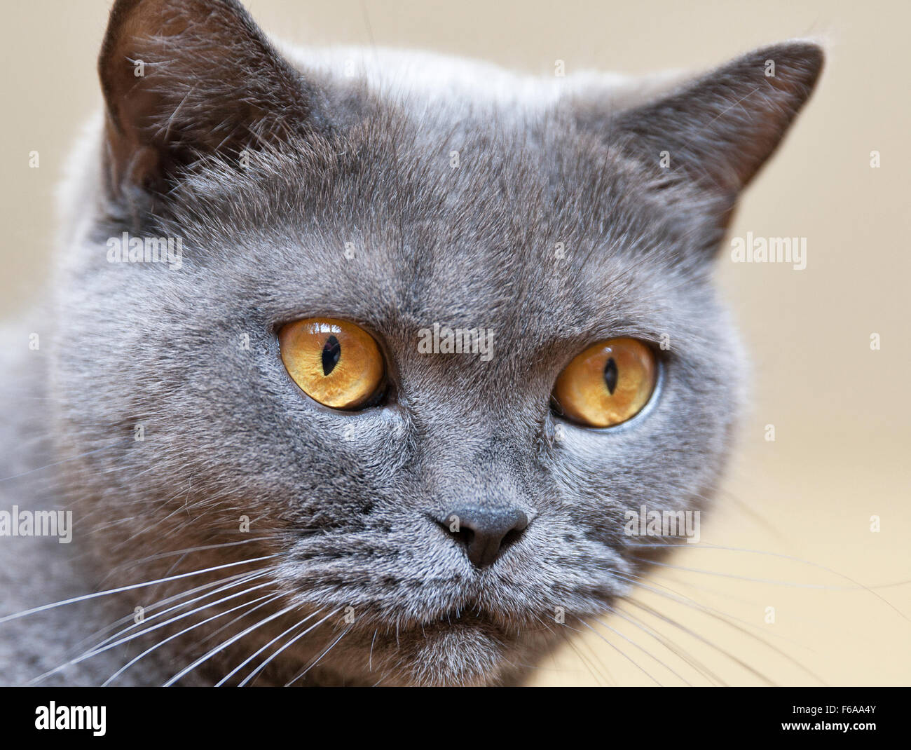 Schottische reinrassige graue Katze Porträt closeup Stockfoto