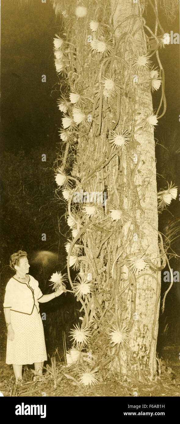 Hedwig Michel mit Nacht – Blooming Cereus und Snake Vine Stockfoto